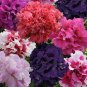Bonanza Double Plicated Petunia Mixed 400 Seeds