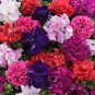Bonanza Double Plicated Petunia Mixed 400 Seeds