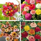 Zinnia Scabiosa Flowered Mix 100 Seeds