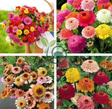 Zinnia Scabiosa Flowered Mix 100 Seeds