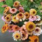 Zinnia Scabiosa Flowered Mix 100 Seeds
