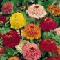 Zinnia Scabiosa Flowered Mix 100 Seeds