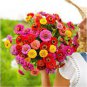 Zinnia Scabiosa Flowered Mix 100 Seeds
