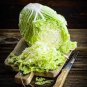 'Wong Bok' Chinese Green Napa Cabbage 400 Seeds
