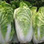 'Wong Bok' Chinese Green Napa Cabbage 400 Seeds