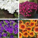 Rare Colorful Wavy Petunia Flowers 200 Seeds