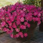 Rare Colorful Wavy Petunia Flowers 200 Seeds
