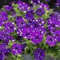 Rare Colorful Wavy Petunia Flowers 200 Seeds