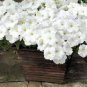 Rare Colorful Wavy Petunia Flowers 200 Seeds