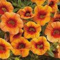 Rare Colorful Wavy Petunia Flowers 200 Seeds