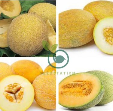 Italian Ananas Hami Melon Fruits 40 seeds