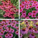 Echinacea 'Powwow' Wild Berry Coneflower Perennial Flowers 200 Seeds