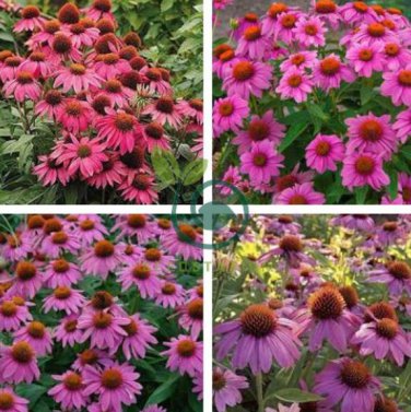 Echinacea 'Powwow' Wild Berry Coneflower Perennial Flowers 200 Seeds