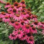 Echinacea 'Powwow' Wild Berry Coneflower Perennial Flowers 200 Seeds