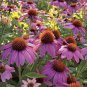 Echinacea 'Powwow' Wild Berry Coneflower Perennial Flowers 200 Seeds