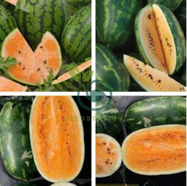 Orange Tendersweet Watermelon 40 Seeds