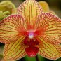 Rare Purple Green Bonsai Orchid Flower 200 seeds