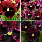 Rare Wavy Purple Black Pansy Flowers 40 Seeds