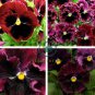 Rare Wavy Purple Black Pansy Flowers 40 Seeds