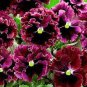 Rare Wavy Purple Black Pansy Flowers 40 Seeds