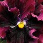 Rare Wavy Purple Black Pansy Flowers 40 Seeds