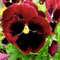 Rare Wavy Purple Black Pansy Flowers 40 Seeds
