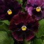 Rare Wavy Purple Black Pansy Flowers 40 Seeds
