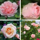 Minature Light Pink Rose 100 Seeds