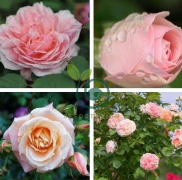 Minature Light Pink Rose 100 Seeds