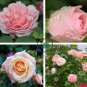 Minature Light Pink Rose 100 Seeds