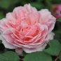 Minature Light Pink Rose 100 Seeds