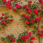 Heirloom Fresh Red Climbing Rose flowers 100 Seeds