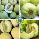Honeydew Sweet Melon 40 Seeds