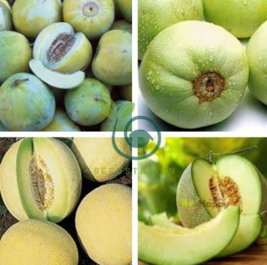 Honeydew Sweet Melon 40 Seeds