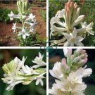 Tuberose White Flowers 200 Seeds