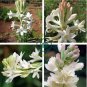 Tuberose White Flowers 200 Seeds
