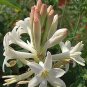 Tuberose White Flowers 200 Seeds