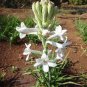 Tuberose White Flowers 200 Seeds