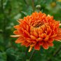Orange Chrysanthemum Flower 100 Seeds