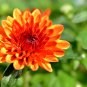 Orange Chrysanthemum Flower 100 Seeds