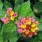 Lantana Camara Perennial Big Wild Sage Flower 20 Seeds