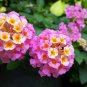 Lantana Camara Perennial Big Wild Sage Flower 20 Seeds