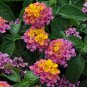 Lantana Camara Perennial Big Wild Sage Flower 20 Seeds