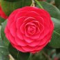 Camellia Flowers Potted Plants Home Garden Decorations Flower 20 Seeds