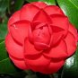 Camellia Flowers Potted Plants Home Garden Decorations Flower 20 Seeds