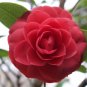 Camellia Flowers Potted Plants Home Garden Decorations Flower 20 Seeds