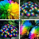 Rainbow Chrysanthemum Flower Bonsai 200 Seeds