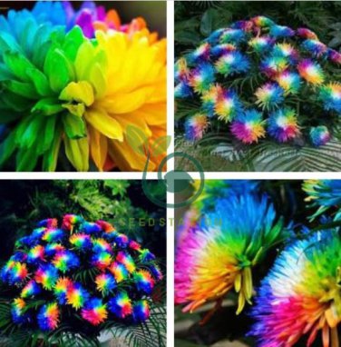 Rainbow Chrysanthemum Flower Bonsai 200 Seeds