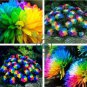 Rainbow Chrysanthemum Flower Bonsai 200 Seeds