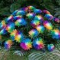 Rainbow Chrysanthemum Flower Bonsai 200 Seeds
